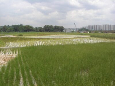 Lorong Halus — site photograph 8 of 8